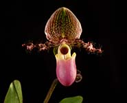 Paph. victoria-regina